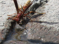 Polistes mexicanus
