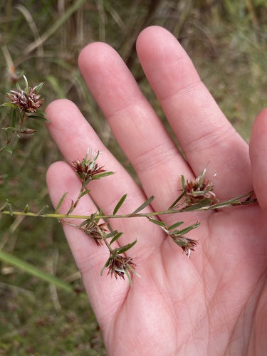 chaffy bush-pea (Pultenaea paleacea)