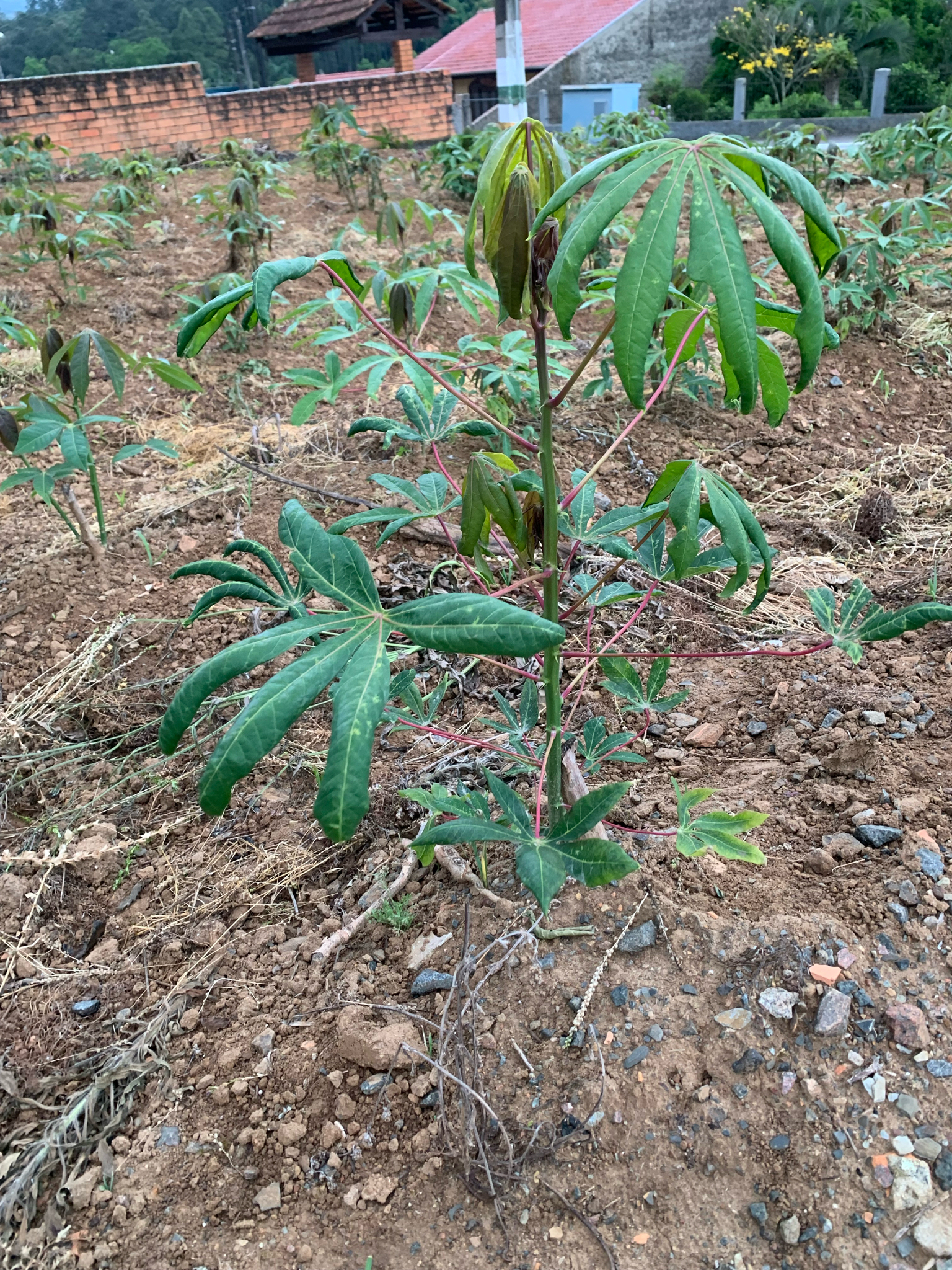 Manihot esculenta