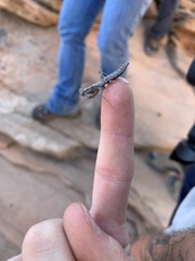Litaneutria skinneri