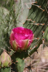 Opuntia woodsii