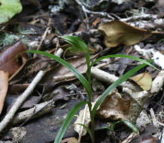 Pterostylis porrecta