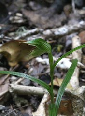 Pterostylis porrecta