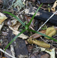 Pterostylis porrecta