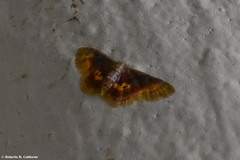 Idaea scintillularia