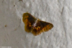 Idaea scintillularia