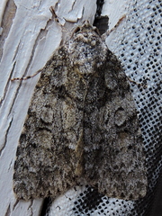 Acronicta increta