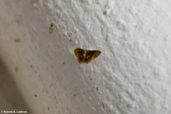 Idaea scintillularia