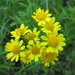 Falsegold Groundsel - Photo (c) Derek Ziomber, some rights reserved (CC BY-NC-SA), uploaded by Derek Ziomber