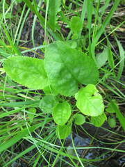 Packera pseudaurea semicordata