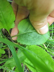 Packera pseudaurea semicordata