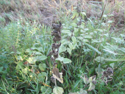 Althaea officinalis