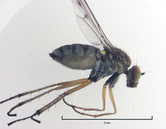 Helichochaetus discifer