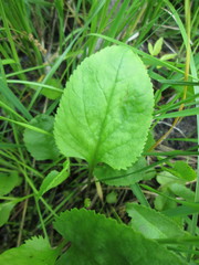 Packera pseudaurea semicordata