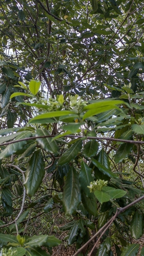 Wrightia pubescens observed 2025-10-25