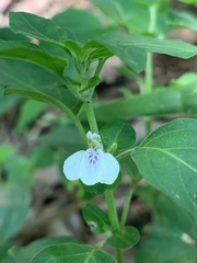 Justicia protracta protracta