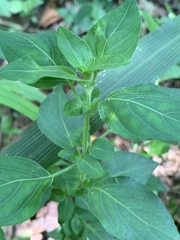 Justicia protracta protracta