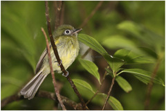 Rhynchocyclus brevirostris