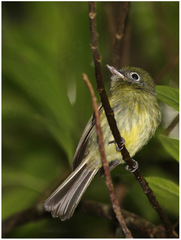 Rhynchocyclus brevirostris