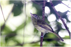 Rhynchocyclus brevirostris