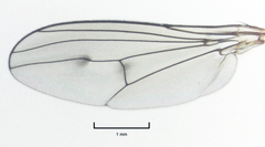 Helichochaetus discifer