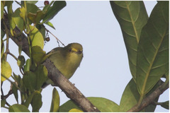 Vireo pallens