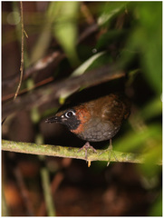 Formicarius moniliger