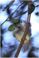 Oncostoma cinereigulare