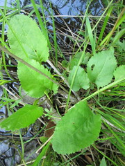 Packera pseudaurea semicordata
