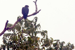Falco deiroleucus