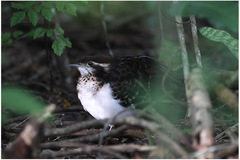 Dromococcyx phasianellus