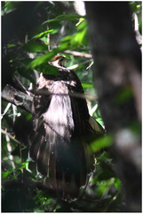 Dromococcyx phasianellus