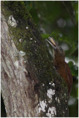 Xiphocolaptes promeropirhynchus