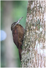 Xiphocolaptes promeropirhynchus