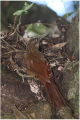 Xiphocolaptes promeropirhynchus