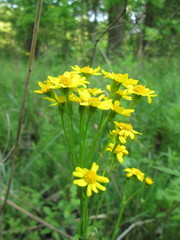 Packera pseudaurea semicordata
