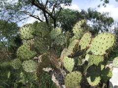 Opuntia alta