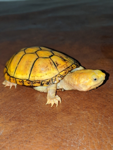 Jalisco Mud Turtle, Kinosternon chimalhuaca