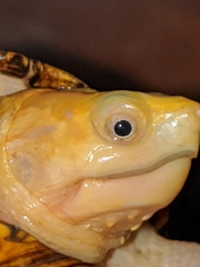 Kinosternon chimalhuaca