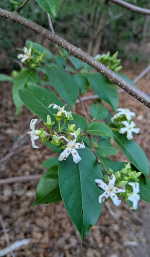 Wrightia pubescens observed 2025-10-25