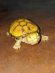 Kinosternon chimalhuaca