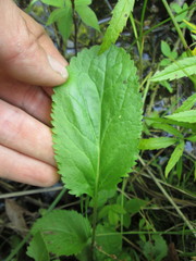 Packera pseudaurea semicordata