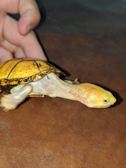 Kinosternon chimalhuaca