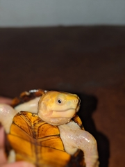 Kinosternon chimalhuaca