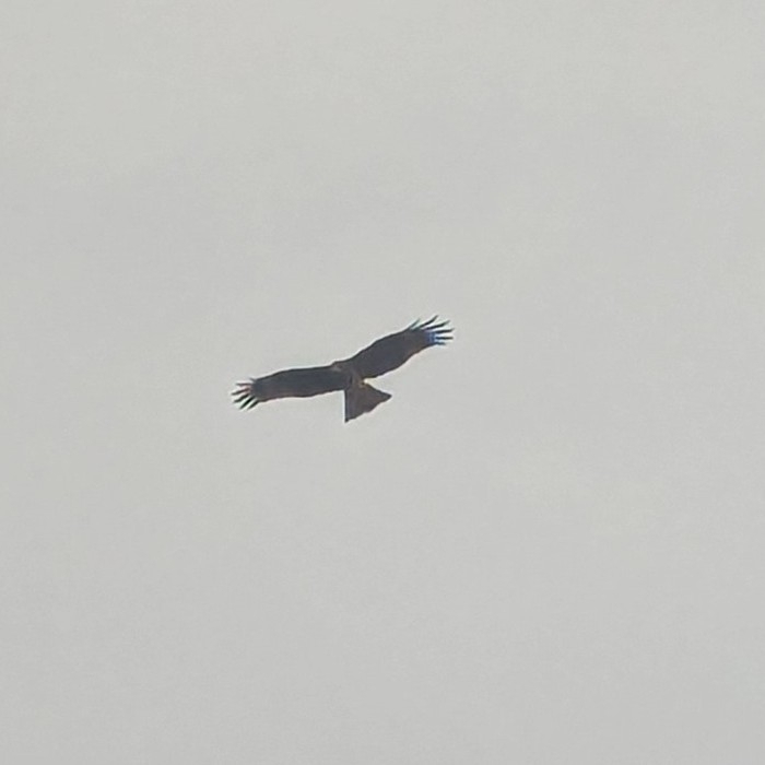Black Kite