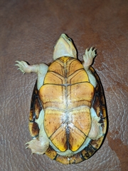 Kinosternon chimalhuaca