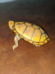 Kinosternon chimalhuaca