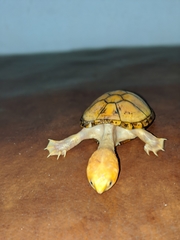 Kinosternon chimalhuaca