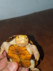 Kinosternon chimalhuaca