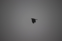 Corvus macrorhynchos